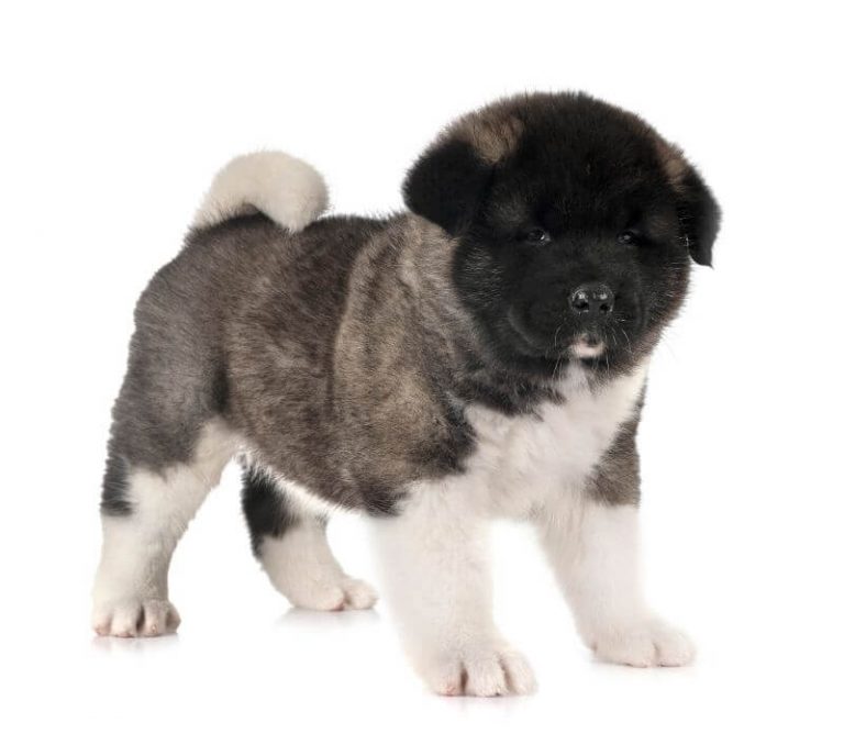 How Much is an Akita Dog? Puppy & Adult - With Calculator - PetBudget