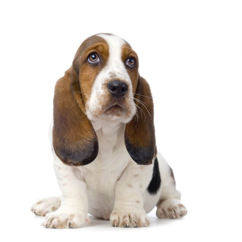 available basset hounds