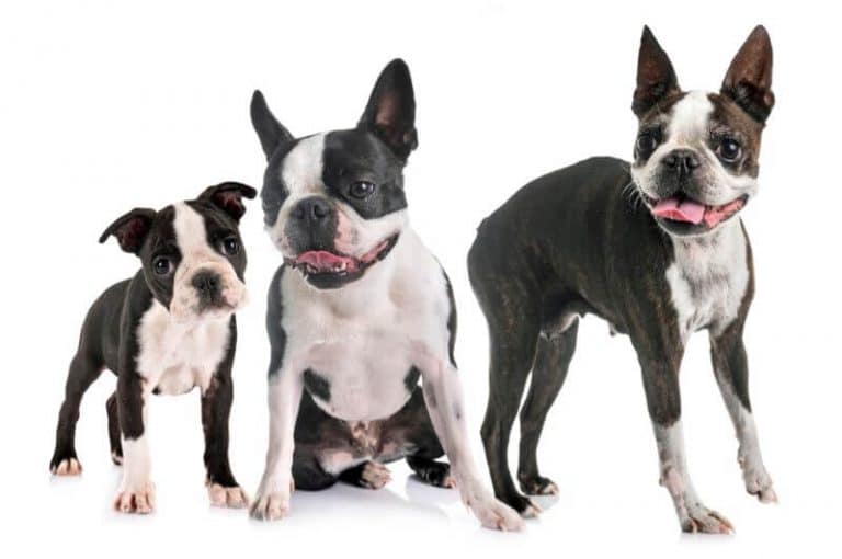 Boston Terrier Price: A Complete Guide (with Calculator) - PetBudget