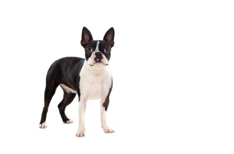 Boston Terrier Price: A Complete Guide (with Calculator) - PetBudget