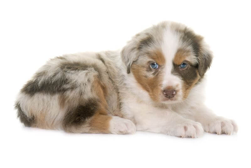 mini australian shepherd puppies for sale under $200