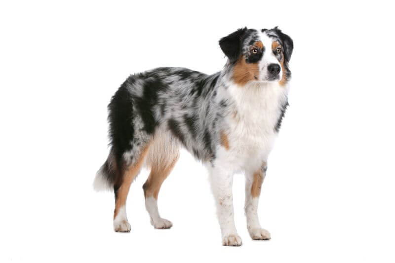 best dry dog food for australian shepherds