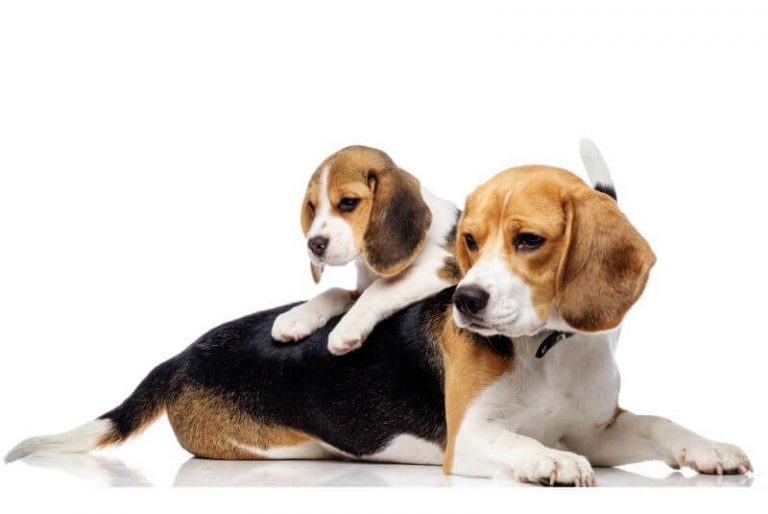 How Much is a Beagle? Puppy and Adult Dog (with Calculator) - PetBudget