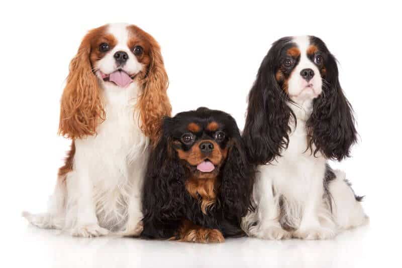 Cost of Cavalier King Charles Spaniels 