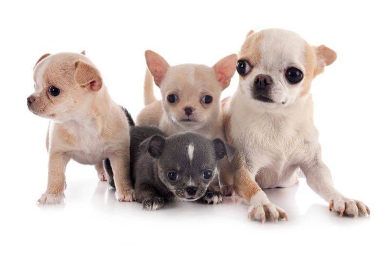 how much cost a chihuahua dog