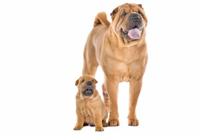 the-chinese-shar-pei-price-guide-with-calculator-petbudget