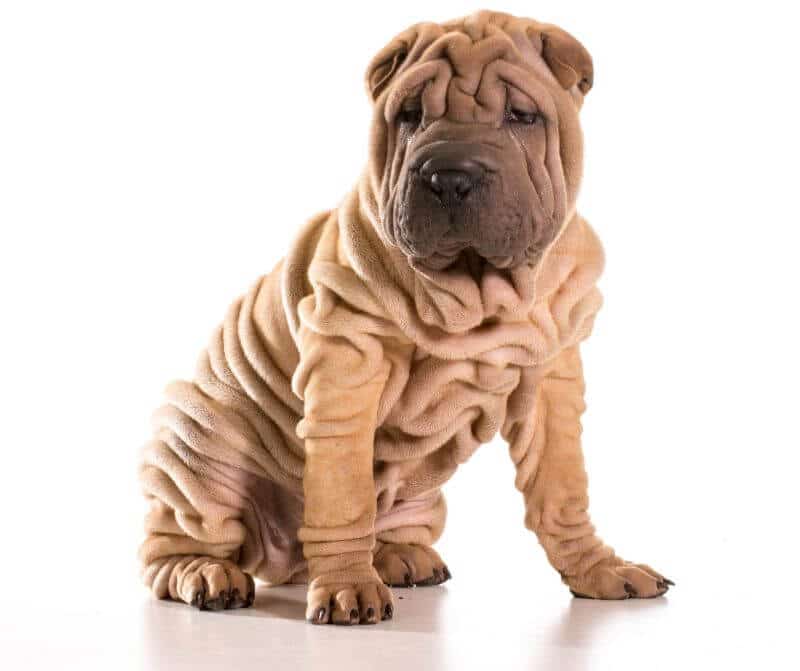 the-chinese-shar-pei-price-guide-with-calculator-petbudget
