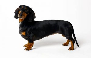 The Price of Dachshund Puppies & Adult Dogs (with Calculator) - PetBudget