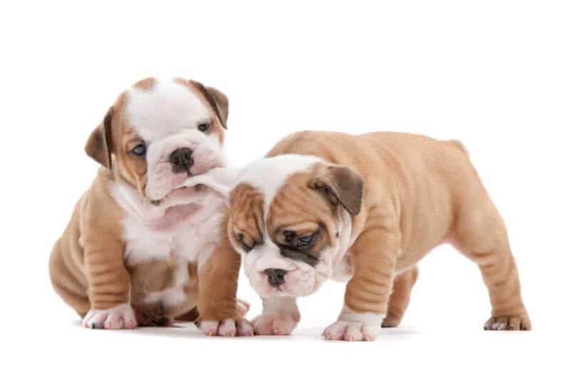 english bulldog puppies price