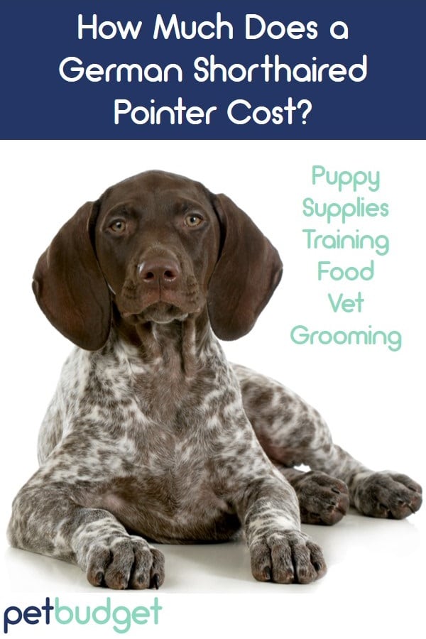 german shorthaired pointer puppies for adoption
