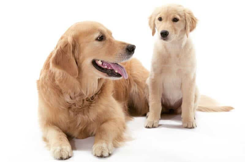 golden retriever puppy cost