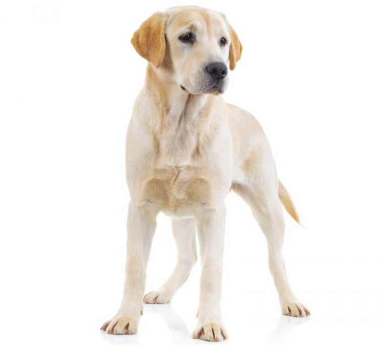 Labrador Retriever Price A Complete Guide (with Calculator) PetBudget