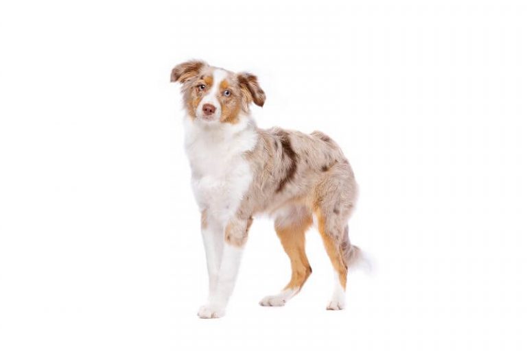 The Price of a Miniature American Shepherd (with Calculator) - PetBudget