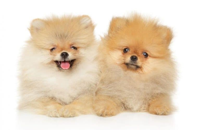 The Pomeranian Price Guide (with Free Calculator) - Petbudget