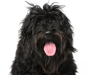 The Cost to Own a Portuguese Water Dog (with Calculator) - PetBudget