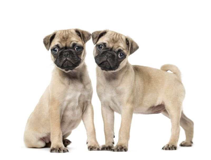 The True Cost of Pug Puppies & Adult Dogs (with Calculator) - PetBudget