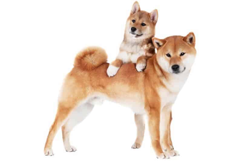 Shiba Inu Puppy Akita Dog