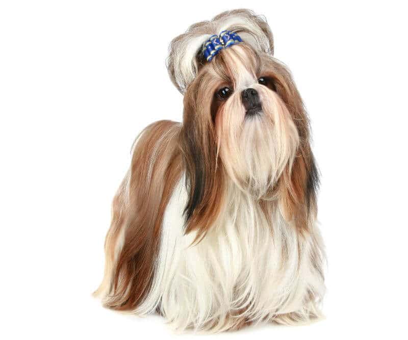 The Price of Shih Tzu Puppies & Adult Dogs (with Calculator) - PetBudget