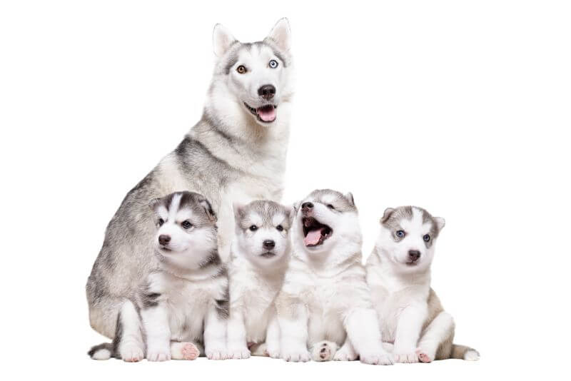 The Ultimate Siberian Husky Cost Guide 