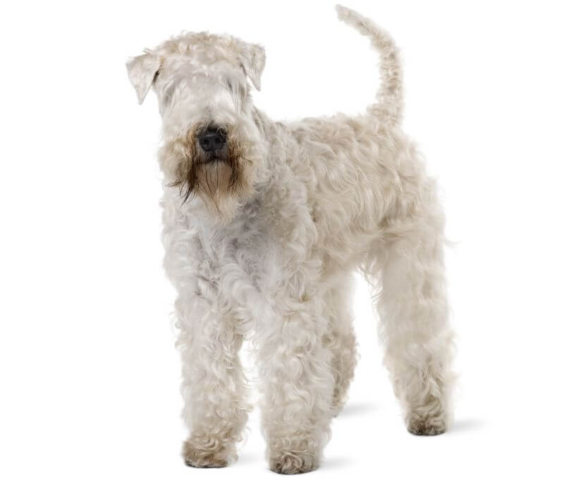 soft coated wheaten terrier cost