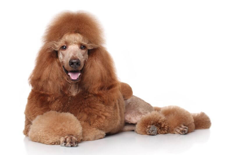 poodle price