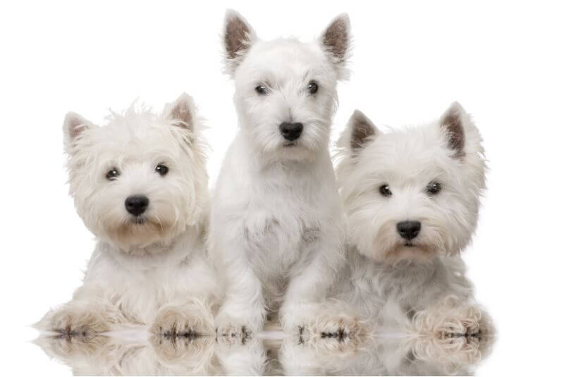 westie puppies for adoption