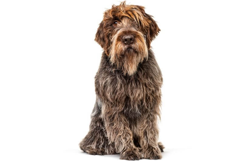 wirehaired pointer griffon