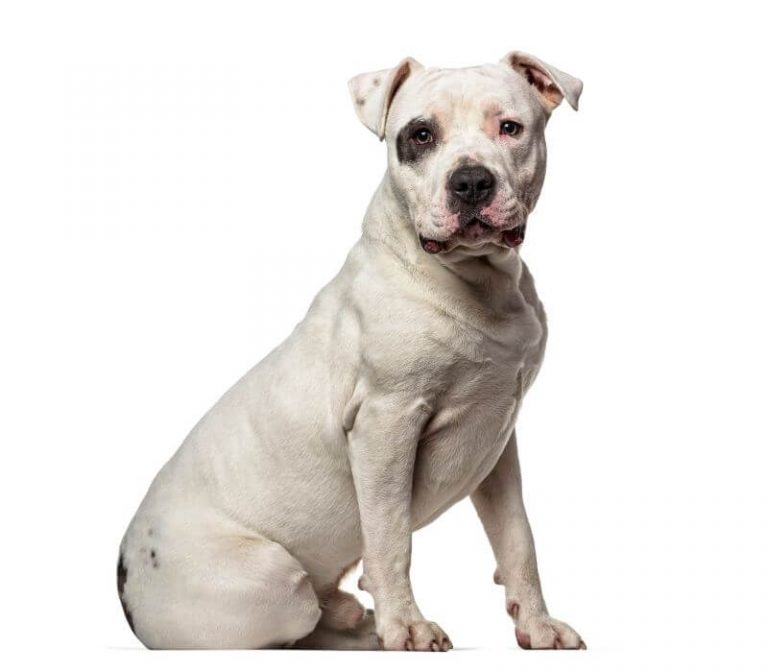 How Much is an American Staffordshire Terrier? A Price Guide - PetBudget