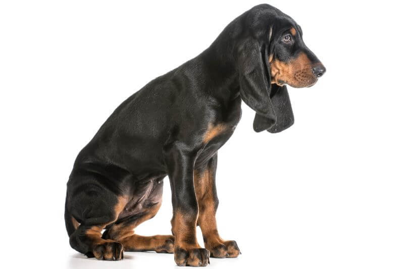 are black and tan coonhound good pets