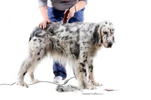 English Setter Cost Grooming 300x200 