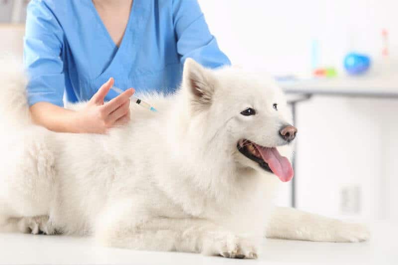 A Vet Explains Preventive Care & Medical Costs for a Dog