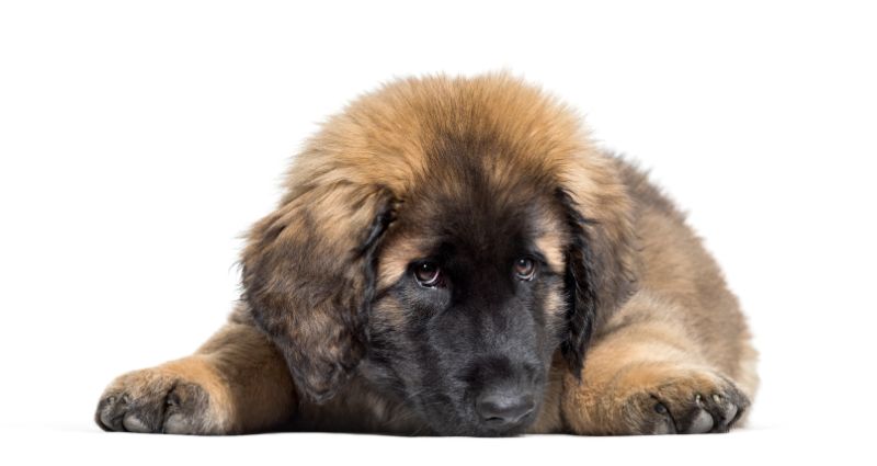 best ways to exercise your leonberger