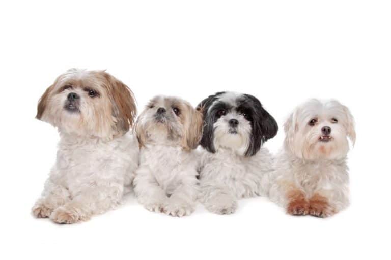 The Maltese Shih Tzu Price Guide (with Free Calculator) - PetBudget