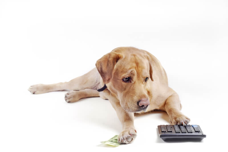 The Cost of Owning a Dog – Complete Guide with Calculator