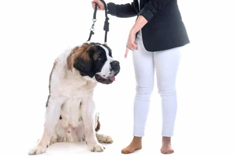 Dog Training Cost: Do You Need a Trainer? 60 Breeds Reviewed