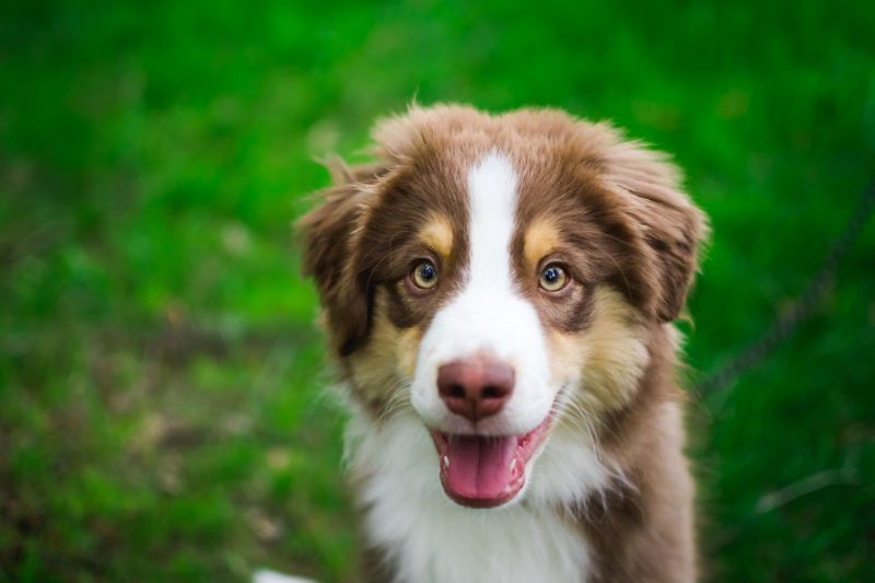 18 Best Ways to Find a Miniature American Shepherd to Adopt or Buy near ...