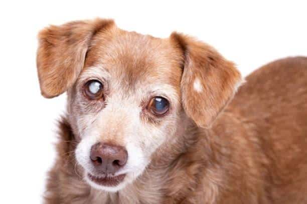 How Much Does Cataract Surgery for a Dog Cost?