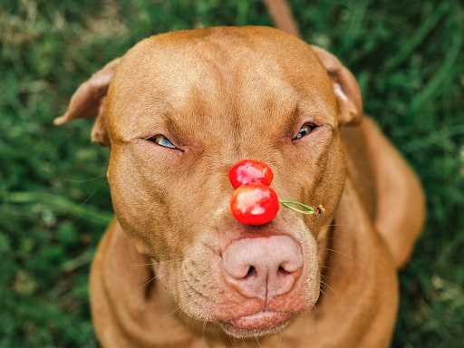 Cherry Eye Dog Surgery Cost, Treatment, and Care