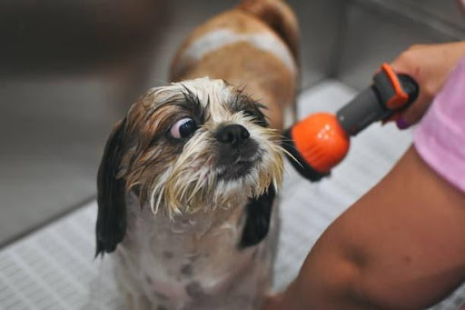 Cleaning the Shih Tzu's Face