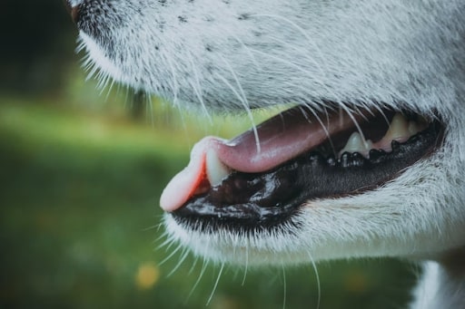 Dog Tooth Extraction Cost