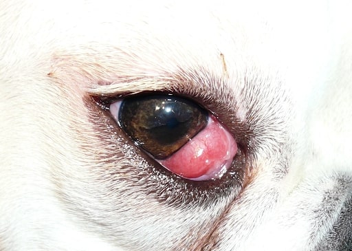 Factors Affecting Cherry Eye Surgery Cost for Dogs