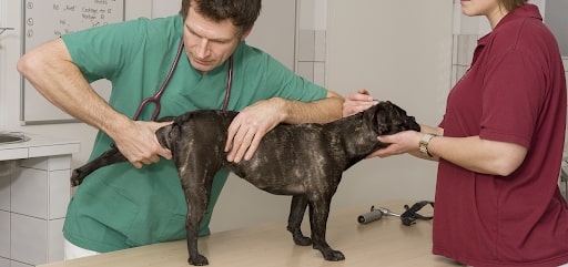 Factors that Influence the Cost of Dog Hip Replacement Surgery