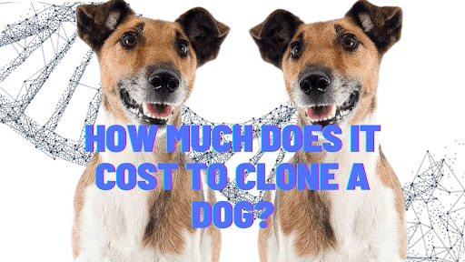How Much Does It Cost to Clone a Dog