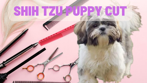 Shih Tzu Puppy Cut