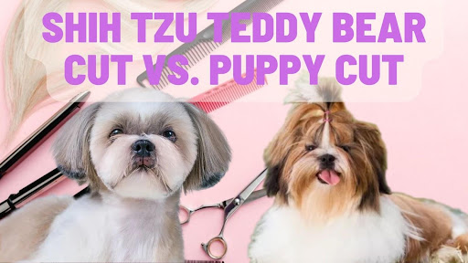 Shih Tzu Teddy Bear Cut Vs. Puppy Cut
