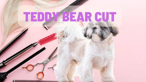 Shih Tzu Teddy Bear Cut