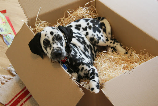 Shipping a Puppy Cost – Everything You Need to Know