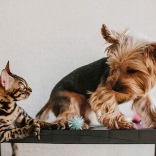 Paws and Claws A Guide to Successfully Introducing a Kitten to Your Dog