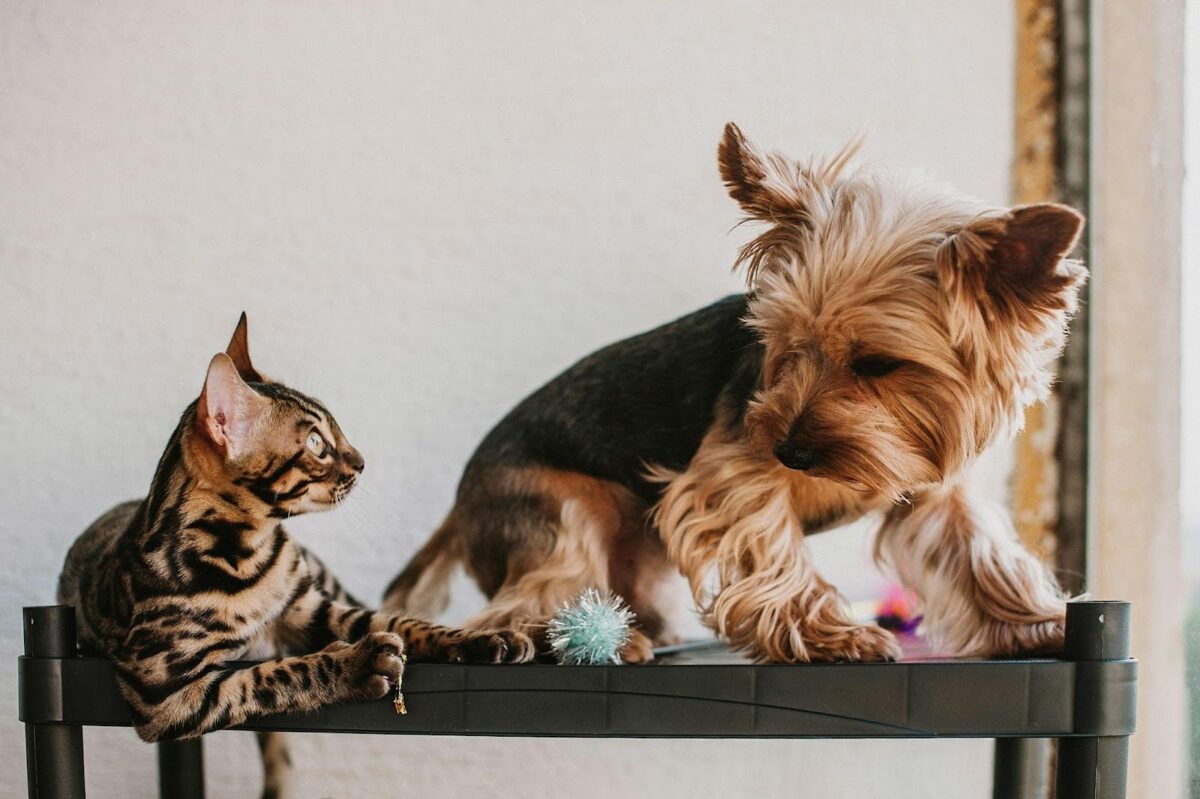 Paws and Claws: A Guide to Successfully Introducing a Kitten to Your Dog